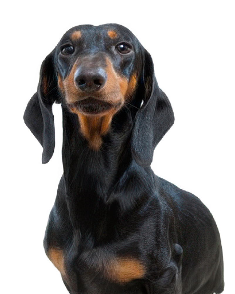 Judifax Edefix